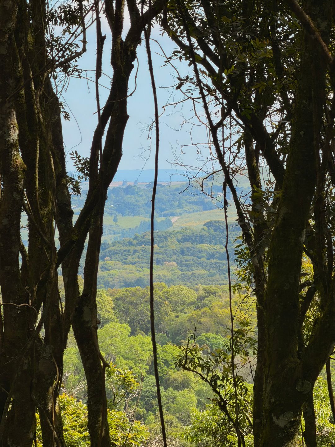 Chácara, 3 hectares - Foto 4