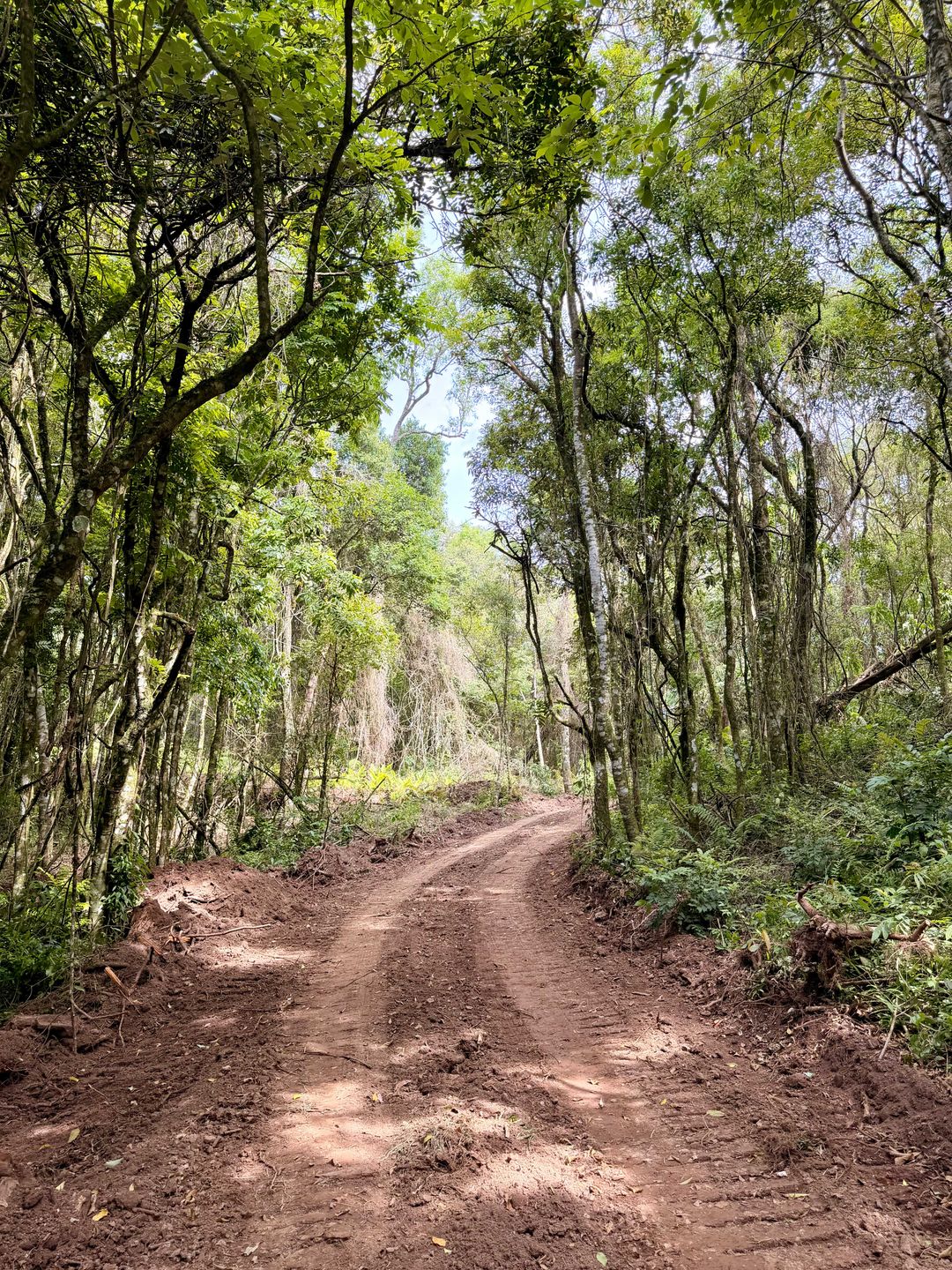 Chácara, 3 hectares - Foto 5