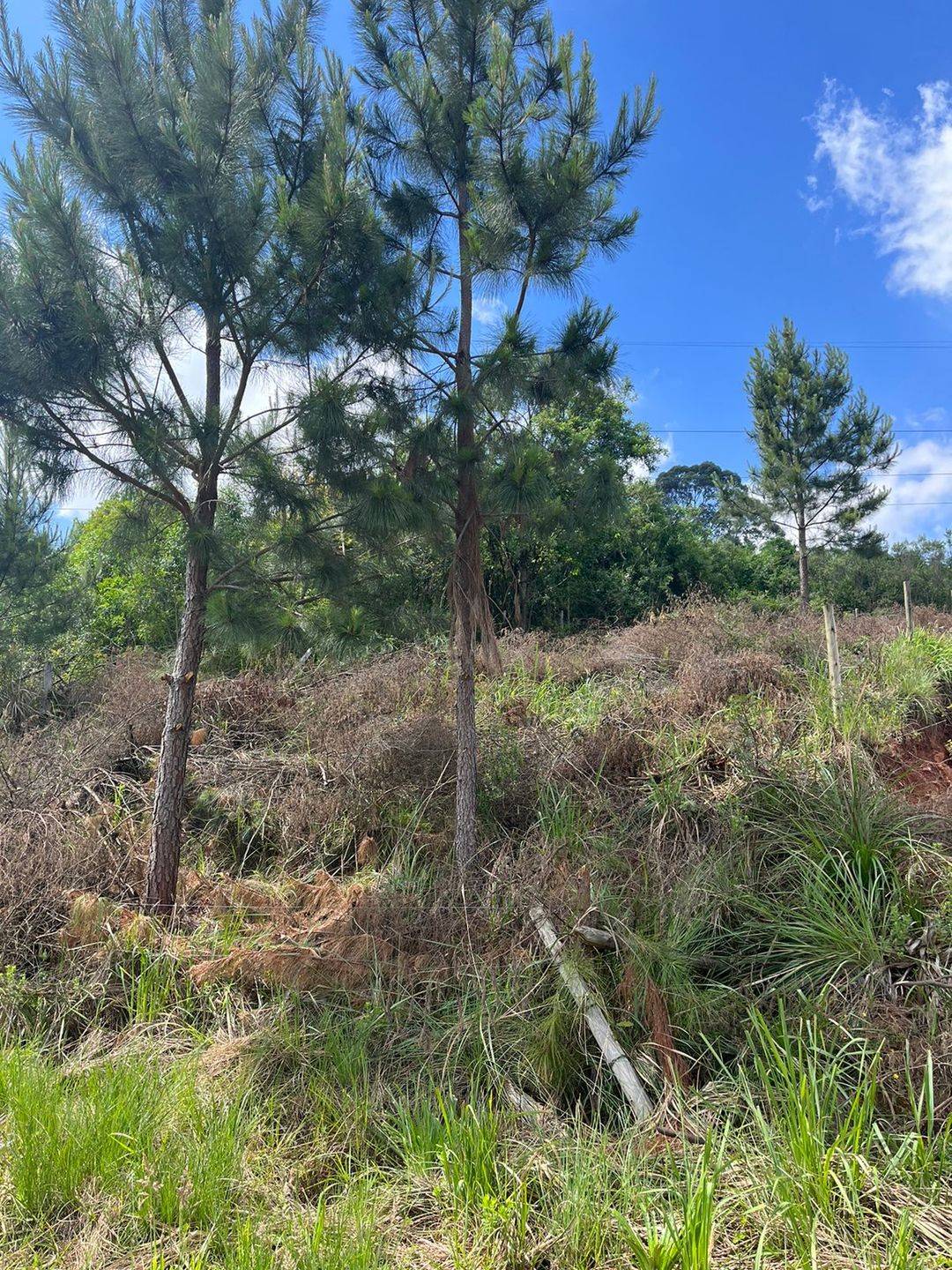 Terreno Padrão para venda no bairro Nossa Senhora da Saúde em Caxias do Sul