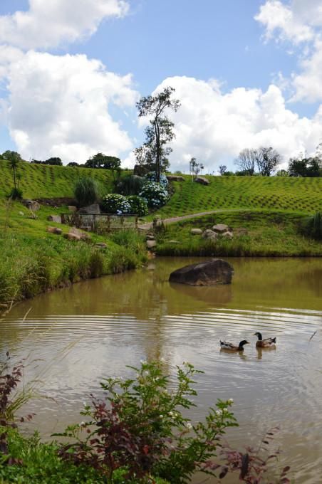 Lote para venda no bairro Pedancino em Caxias do Sul