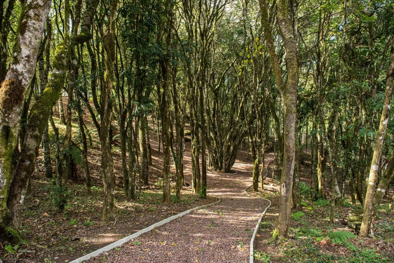 Lote para venda no bairro Pedancino em Caxias do Sul