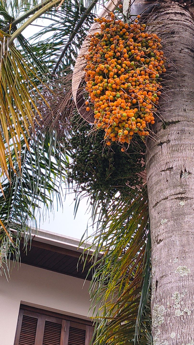 Casa para venda no bairro Cinquentenário em Caxias do Sul