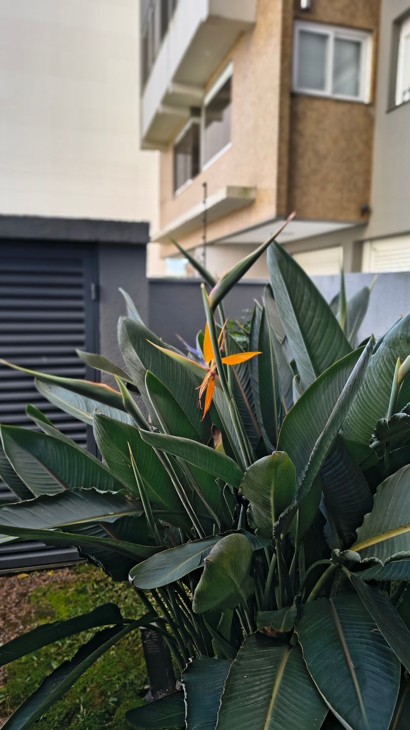 Apartamento para venda no bairro Panazzolo em Caxias do Sul