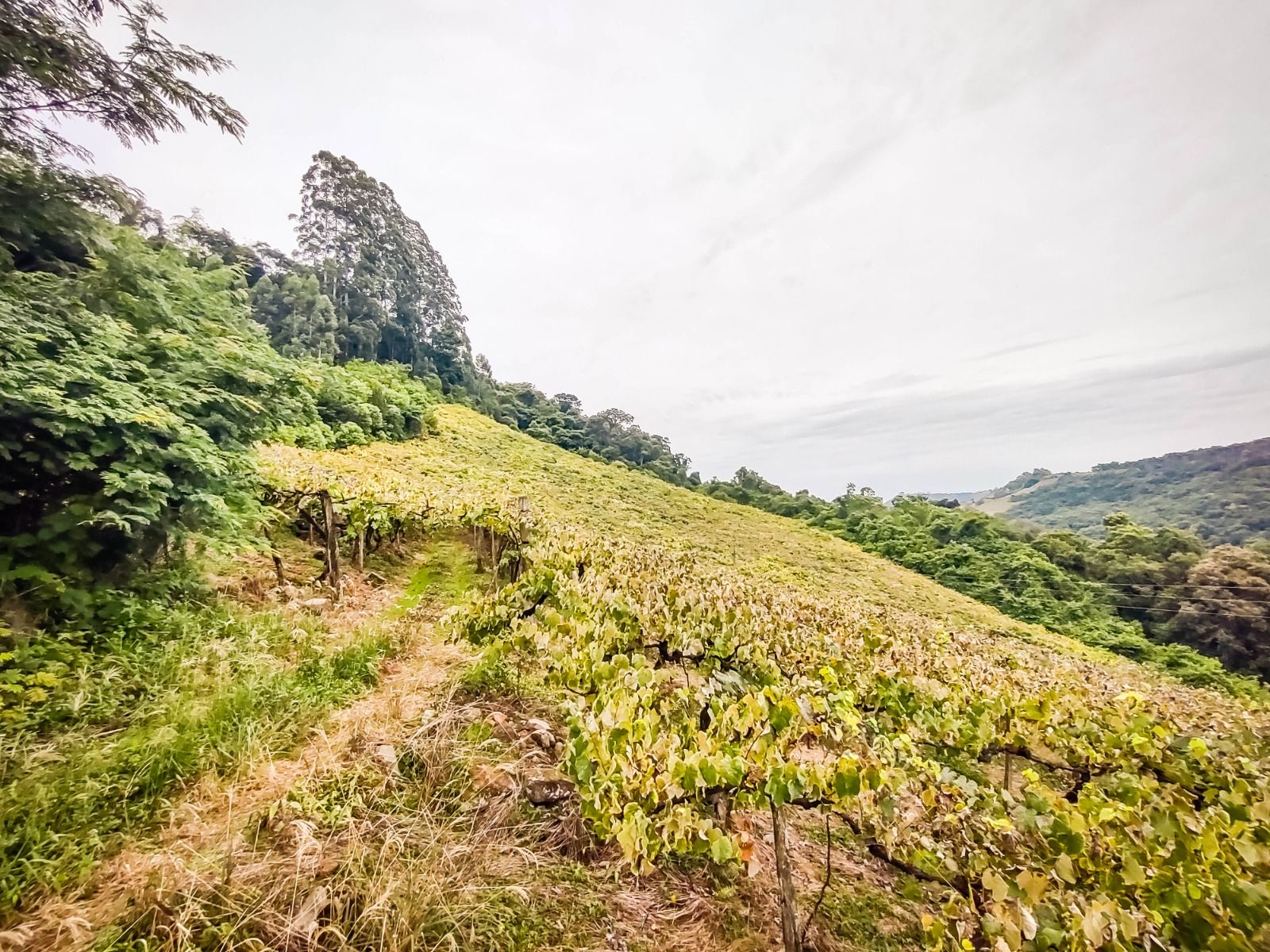 Terreno para venda no bairro São Valentim em Bento Gonçalves