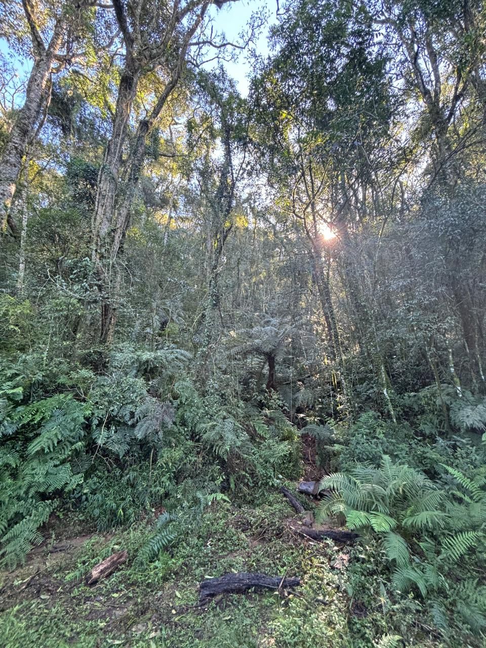 Chácara para venda no bairro Fazenda Souza em Caxias do Sul