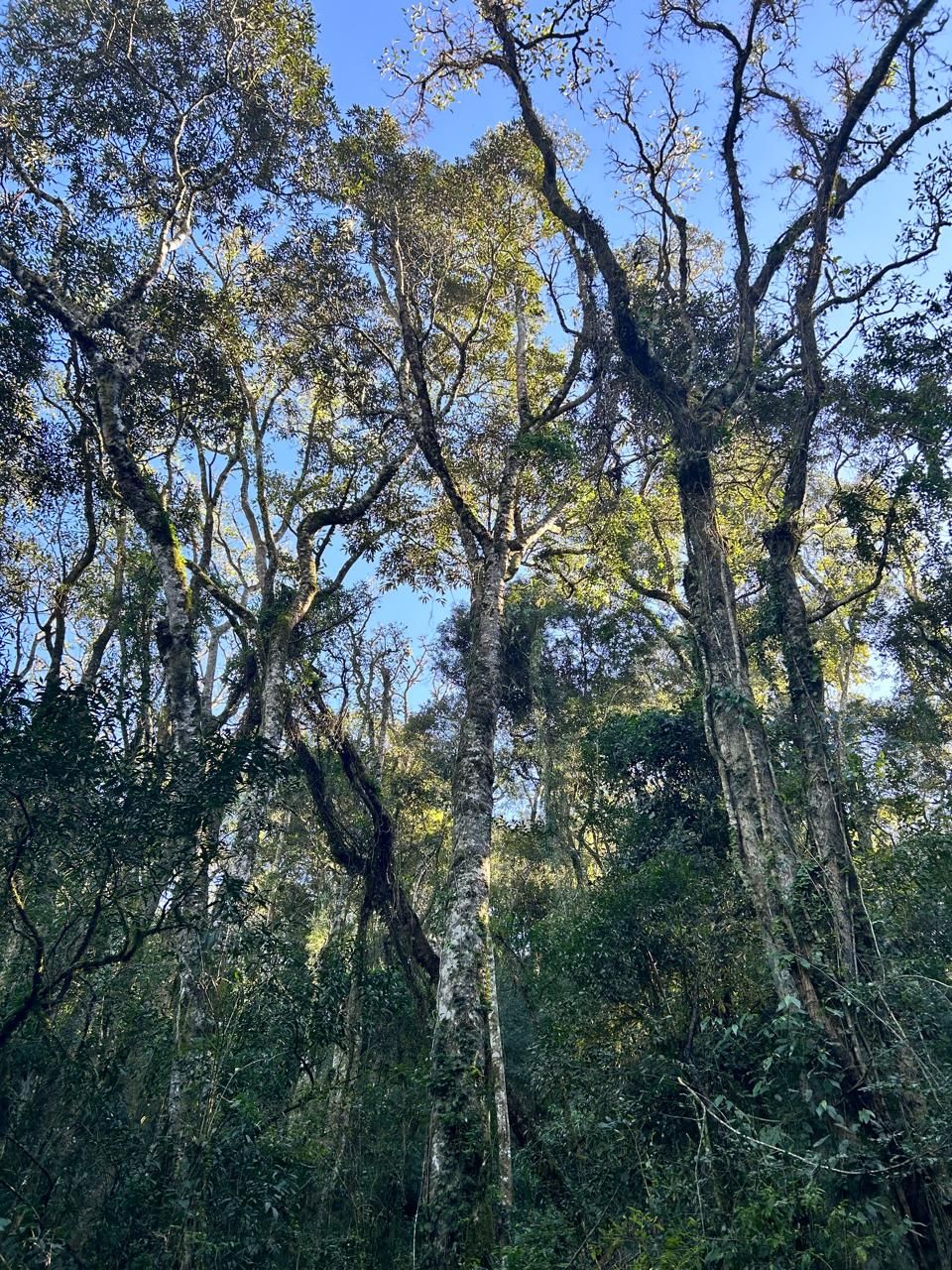 Chácara para venda no bairro Fazenda Souza em Caxias do Sul