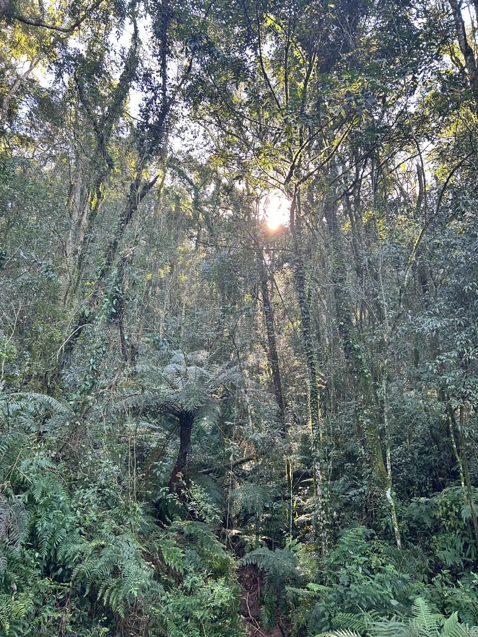 Chácara para venda no bairro Fazenda Souza em Caxias do Sul