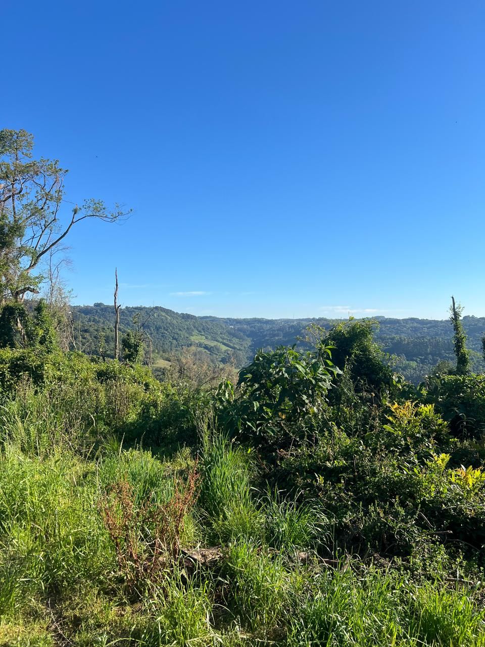 Fazenda para venda no bairro  em Farroupilha