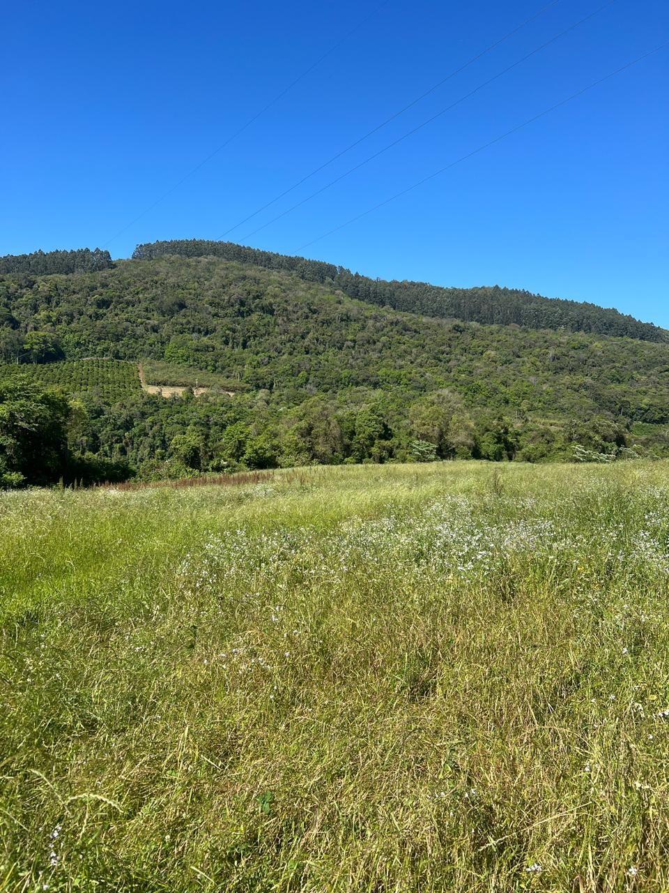 Fazenda para venda no bairro  em Farroupilha