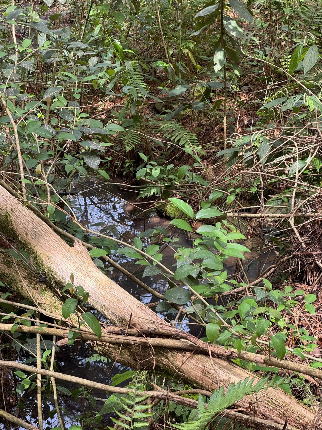 Chácara para venda no bairro Fazenda Souza em Caxias do Sul