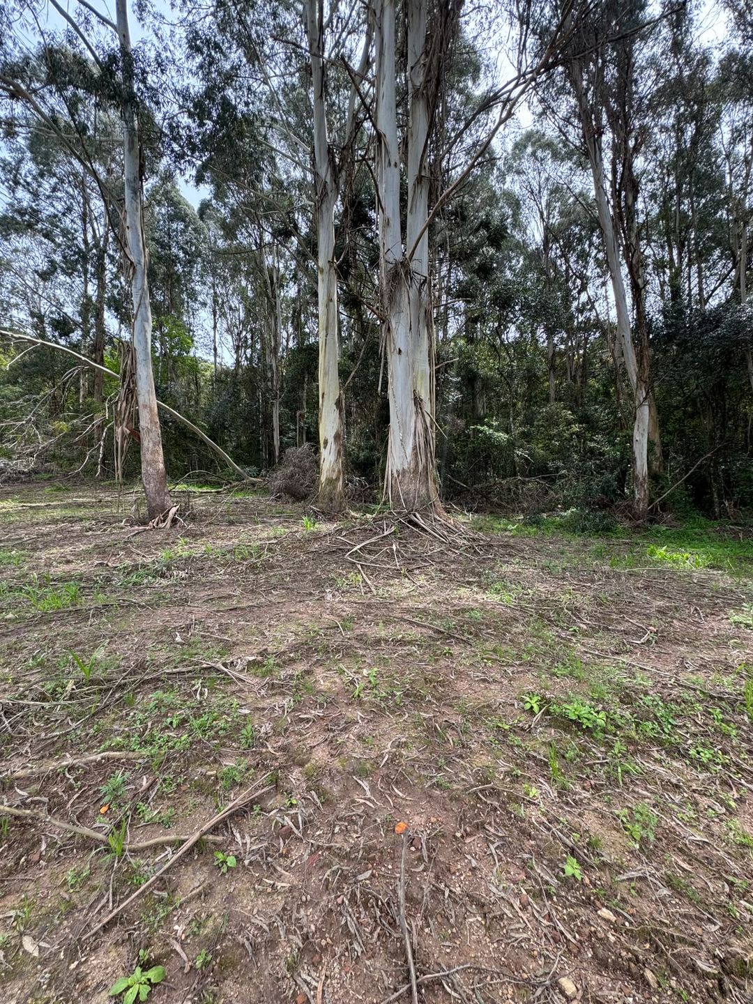 Chácara para venda no bairro Fazenda Souza em Caxias do Sul
