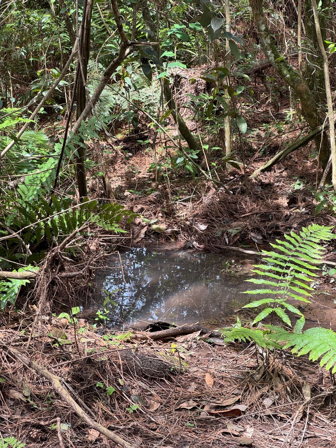 Chácara para venda no bairro Fazenda Souza em Caxias do Sul
